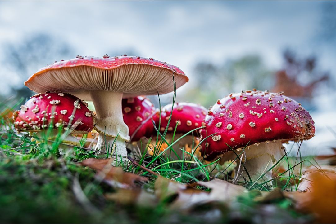 magic mushrooms in BC